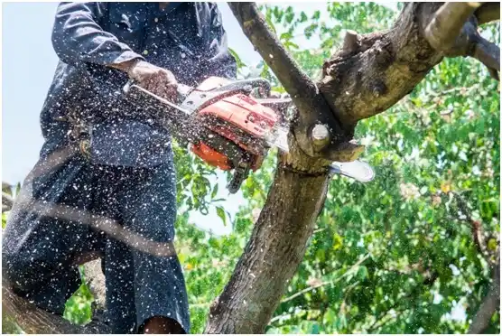 tree services Nocona Hills